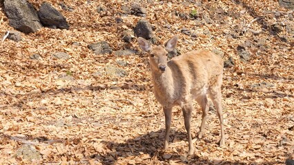 Deer moves through dense forest blending with golden autumn leaves Sunlight filters through trees creating peaceful atmosphere Wildlife thrives adapting to seasonal changes finding food and shelter