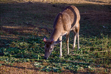 Spotted Deer Feeding the tops of the grass in the field.