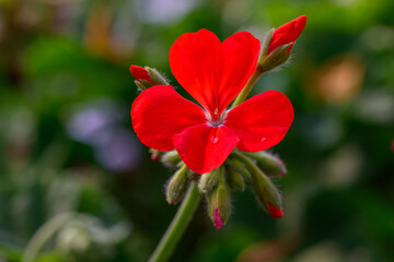 Close-up Red Geranium flowers in the inflorescence on a green background.