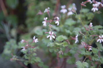 Blooming scented pelargonium, with small white flowers, mint scented leaves, ornamental and medicinal plant