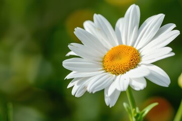 Obraz premium Close-up of a white daisy flower