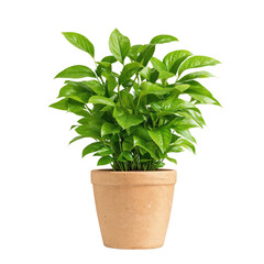 A lush green indoor plant is beautifully displayed in a rustic terracotta pot, radiating freshness and vitality, enhancing the living space with its vibrant hues and lively essence.