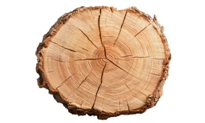 A stunning close-up of a polished wood slice showcasing intricate patterns and textures, inviting viewers to appreciate the beauty of nature in every detail without distractions.