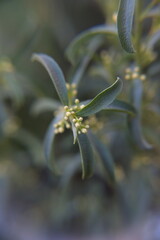 Philotheca myoporoides in bloom, Eriostemon myoporoides,  long-leaf wax flower