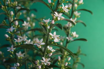 Philotheca myoporoides in bloom, Eriostemon myoporoides,  long-leaf wax flower
