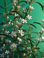 Philotheca myoporoides in bloom, Eriostemon myoporoides,  long-leaf wax flower