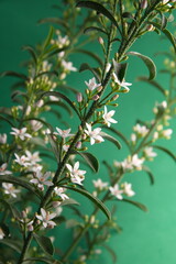 Philotheca myoporoides in bloom, Eriostemon myoporoides,  long-leaf wax flower