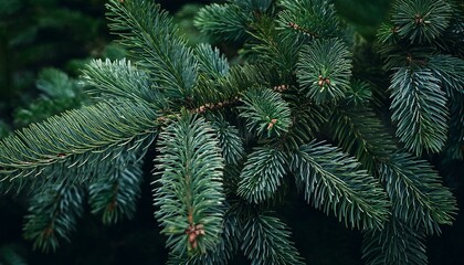 beautiful christmas background with green fir tree brunch close up copy space trendy moody dark toned design for seasonal quotes vintage december wallpaper natural winter holiday forest backdrop