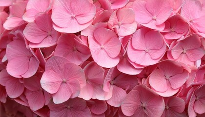 Obraz premium pink hydrangea background hortensia flowers surface