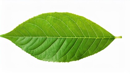 Obraz premium green leaf isolated on or white background png
