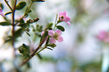 Boronia creculata in bloom, bush with pink flowers
