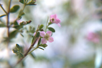 Obraz premium Boronia creculata in bloom, bush with pink flowers