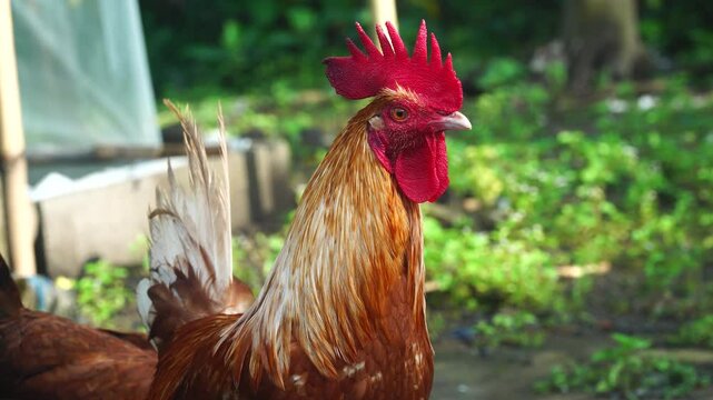 Rooster crows in the morning