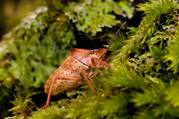 Obraz premium shield bug, likely a red shield bug (Carpocoris mediterraneus) or a related species such as Arma custos. Sardinia. Italy