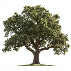 Majestic ancient oak tree with sprawling branches, isolated on a pure white background