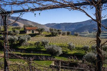 Picturesque view of a vineyard in the Douro Valley in Portugal.