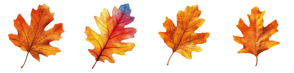 Obraz premium Colorful Autumn Leaves Displaying Fall Season Vibrancy and Beauty