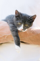 A curious gray and white kitten with bright yellow eyes rests on a person's arm, gazing intently. The playful feline showcases the beauty of pet companionship, trust, and the bond it and human.