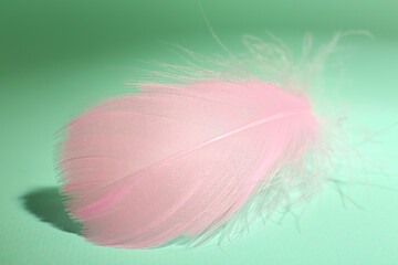 Fluffy pink feather on light turquoise background, closeup