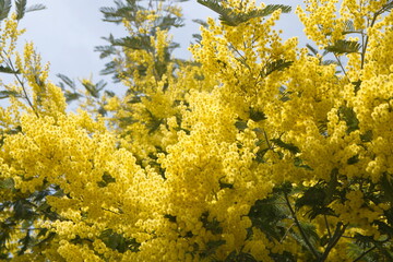 Acacia dealbata in bloom, Acacia derwentii  with yellow flowers , mimosa tree