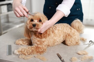 Woman cutting dog's hair with scissors indoors, closeup. Pet grooming