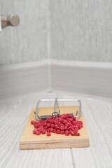 Mouse trap with rat poison on floor indoors, closeup. Space for text