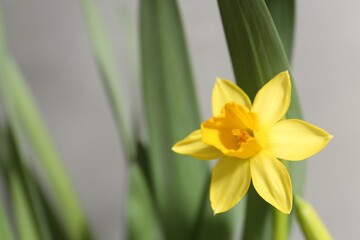 Yellow narcissus flower on grey background, closeup. Space for text