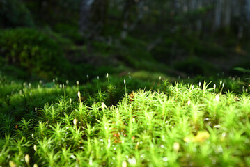 Climbing Mt. Tateshina, Nagano, Japan