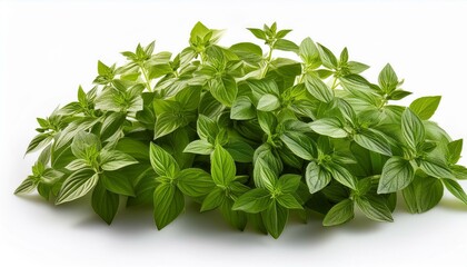 Fototapeta premium Forced perspective herb isolated on white backgrounds