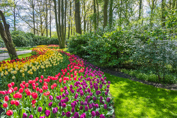 Spring tulip bulb field in garden at Lisse near Amsterdam Holland Netherlands