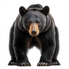 Fototapeta premium American Black Bear in Forest Habitat: Iconic Wildlife Photography Highlighting Natural Behavior and Conservation