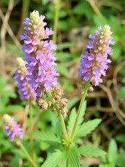 Fototapeta premium Veronica spicata, spiked speedwell plant with violet flowers.