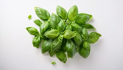 Fototapeta premium Fresh Basil Sprig