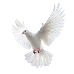 Obraz premium a graceful white dove is captured mid-flight. showcasing its elegant wings and serene presence against a plain background symbolizes peace. purity. and freedom. often associated with hope and tranquil