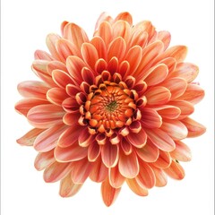 Fototapeta premium Vibrant orange flower with delicate petals.