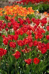 Fototapeta premium Bands of Red and Orange Tulips in Spring Garden