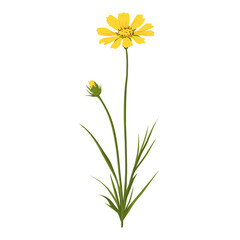 An Autumn Hawkbit wildflower clip art illustration plant asteraceae vector