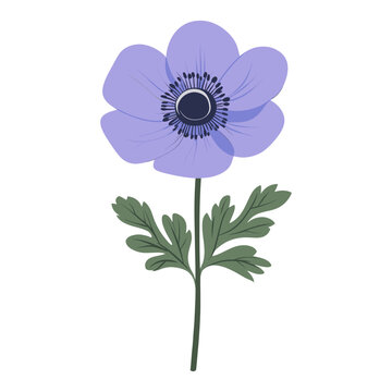 purple anemone flower on white background clip art preview
