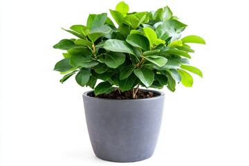 Obraz premium Lush Green Indoor Potted Plant in Modern Gray Ceramic Pot for Home Decor and Office Spaces