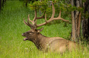 Elk Bugles in Field Near the Lake Yellowstone Marina