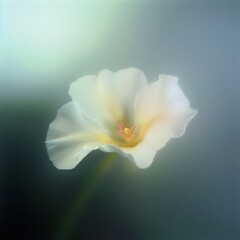 Delicate white flower with soft pastel hues
