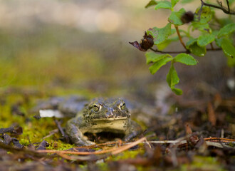 emerald toad in the rain, European green toad (Bufo viridis)  Saedinia, Italy. 