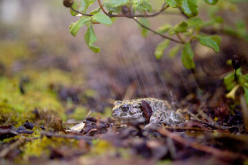 emerald toad in the rain, European green toad (Bufo viridis)  Saedinia, Italy. 