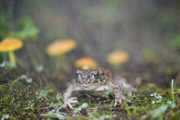 emerald toad in the rain, European green toad (Bufo viridis)  Saedinia, Italy. 