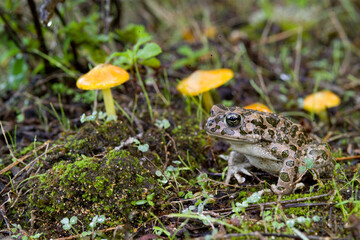 emerald toad in the rain, European green toad (Bufo viridis)  Saedinia, Italy. 
