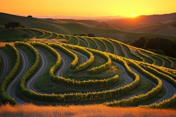 Golden sunlight bathes the undulating vineyard rows as they wind across the landscape, showcasing lush green vines nestled in rolling hills during the evening hour