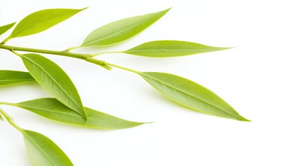 Bright Green Leaves on Branch Against White Background