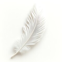 Fototapeta premium Single White Feather on White Background Studio Shot