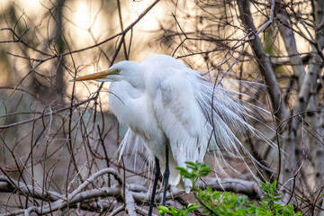 Egret perched in a tree