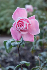 Pink rose flower covered with hoarfrost. Frost in Autumn season
